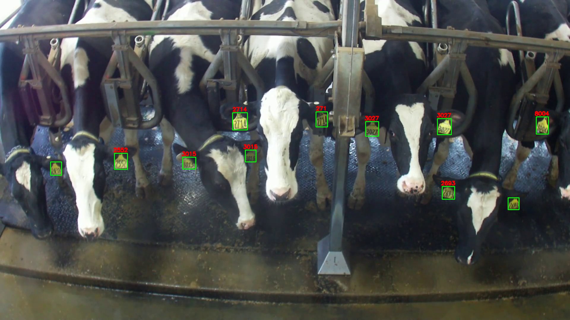 Cow ID camera detecting ear tags with AI bounding boxes in working parlor
